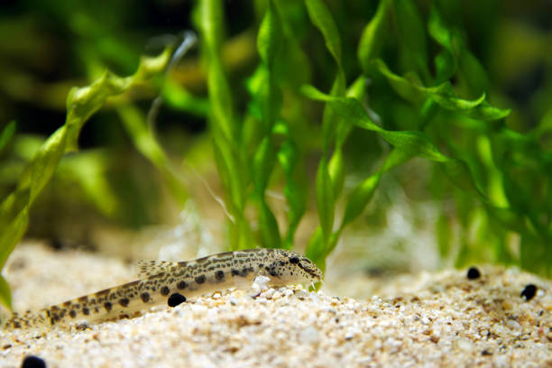 Spined loach (Cobitis taenia) is a common freshwater fish in Europe The spined loach (Cobitis taenia) is a common freshwater fish in Europe. It is sometimes known as spotted weather loach spined stock pictures, royalty-free photos & images