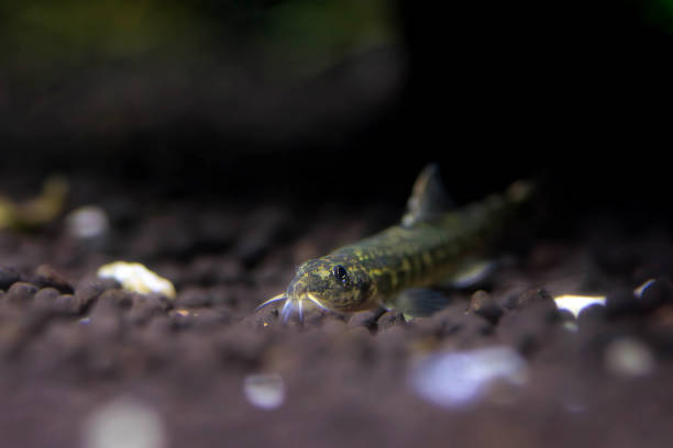 istock Stone loach (Barbatula barbatula) fresh water ray-finned fish 1725086166