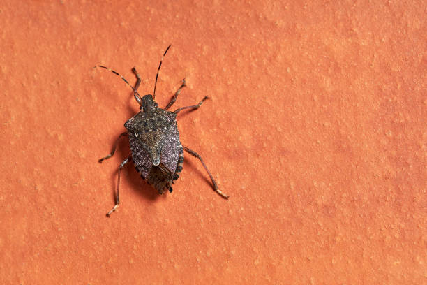 istock Brown marbled stink bug, scientific name Halyomorpha halys 1725087921