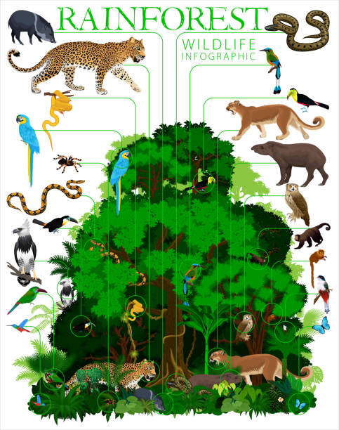 Rainforest vector illustration. Vector infographic - Green Tropical Forest jungle with animals Rainforest vector illustration. Vector infographic - Green Tropical Forest jungle with animals Boa stock illustrations