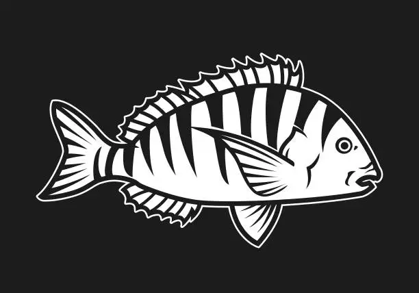 Vector illustration of Sheepshead Fish Silhouette - cut out vector icon