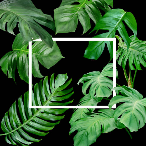 istock Green leaves pattern with white frame for nature concept,tropical leaf monstera tree textured background 1725103178