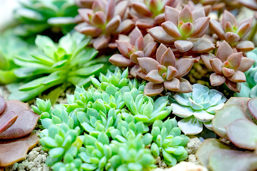 Stock photo showing close-up view of succulent plants for sale at garden centre shop in small plastic flower pots, easy to grow desert plants for windowsill including hens-and-chicks succulent (sempervivum tectorum).