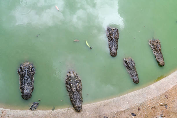 Crocodile farm in Thailand