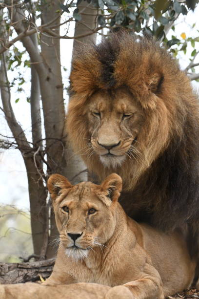 istock Male and female lions 1725120800