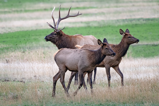 Montana Bull Elk is herding cow elk at Yellowstone Ecosystem in northwestern USA of North America. Nearest cities are Bozeman, Billings and Gardiner Montana, Salt Lake City, Utah, Denver, Colorado, and Jackson, Wyoming.
