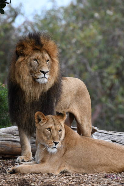 istock Male and female lions 1725127789