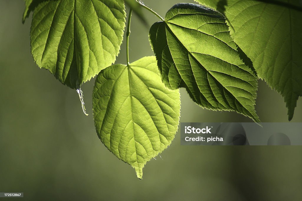 Verde folhas - Royalty-free Artigo de Decoração Foto de stock