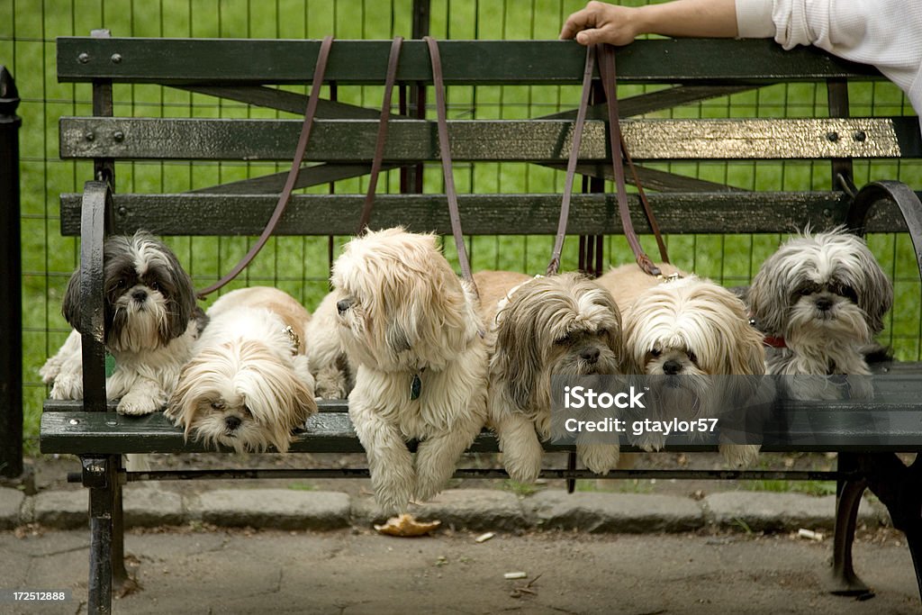 Cães em banco - Foto de stock de Central Park - Manhattan royalty-free