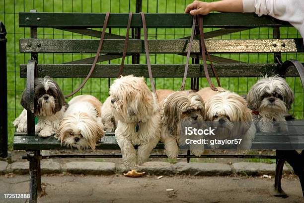 Foto de Cães Em Banco e mais fotos de stock de Central Park - Manhattan - Central Park - Manhattan, Cão, Banco - Assento