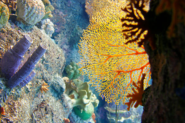 Sea Fans and Coral Fingers