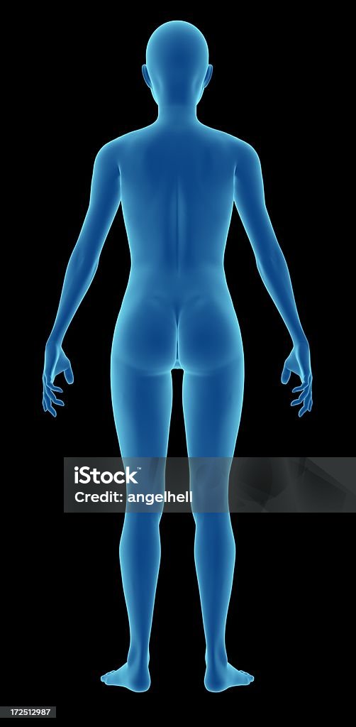 Menschlichen Körper einer Frau für Studie - Lizenzfrei Anatomie Stock-Foto