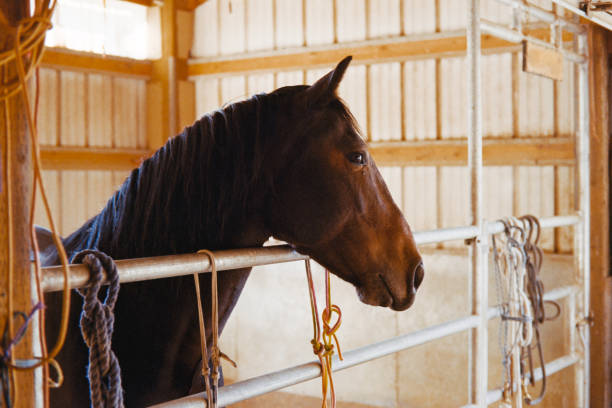 istock Horses in a Barn/Stable - 35mm FIlm Scan 1725129878