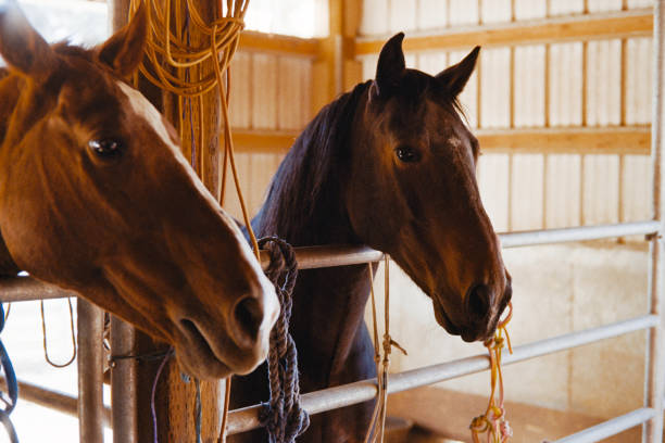 istock Horses in a Barn/Stable - 35mm FIlm Scan 1725129887