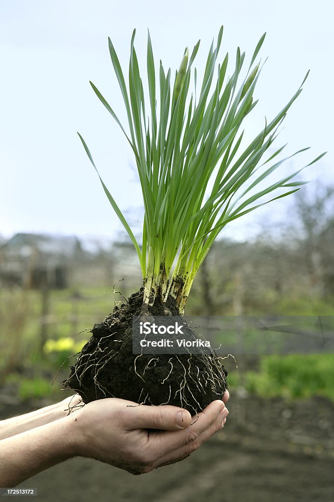 New life Close-up of hands holding green sprouts (Narcissus flower) before planting. Adult Stock Photo