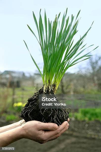 New Life Stock Photo - Download Image Now - Adult, Adults Only, Agriculture