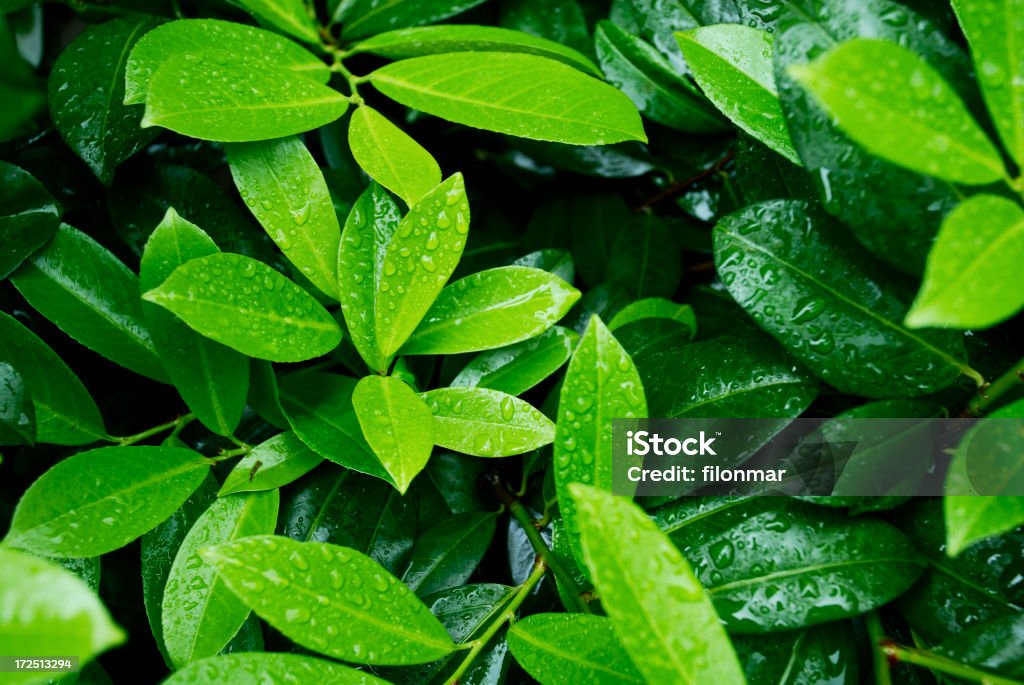 Drops on leaves Fresh green after rain Backgrounds Stock Photo