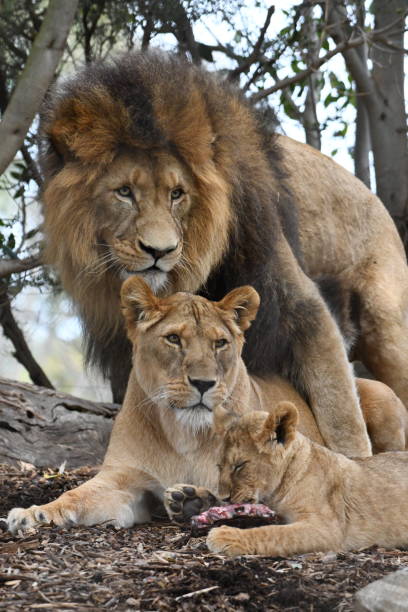 istock Pride of lions 1725133552
