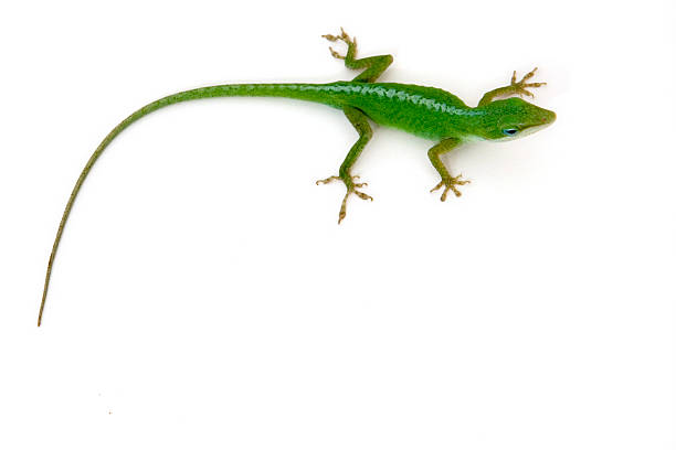 Green Lizard Isolated stock photo