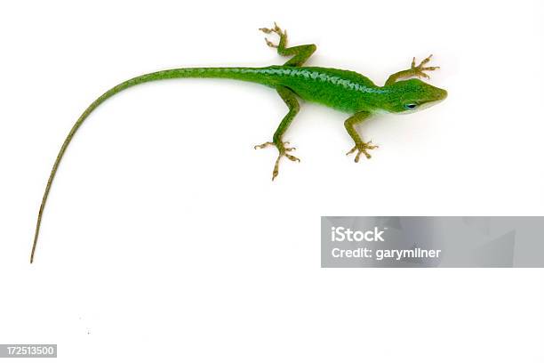 Green Lizard Isolated Stock Photo - Download Image Now - Animal, Animal Body, Animal Themes