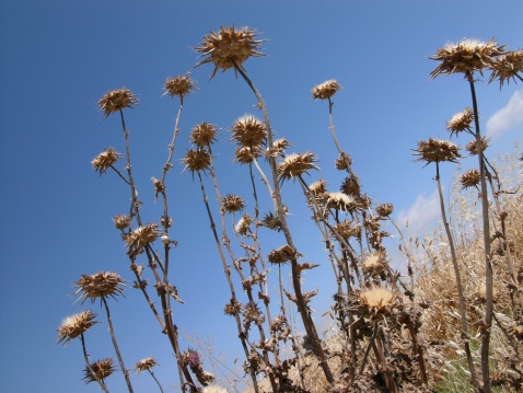 Dried thistles at the roadside in Spain