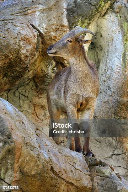 히말라야 히말라야산양 있는 록 클리프를 갈색에 대한 스톡 사진 및 기타 이미지 - 갈색, 동물, 바위