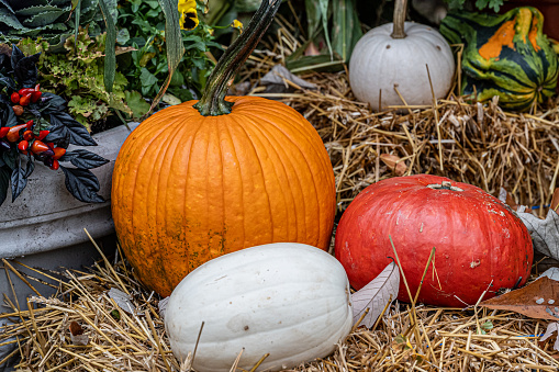 Close up of a grouping of different varieties of pumpkins on some hay surrounded by a hint of Fall flowers
