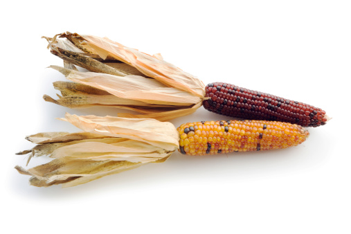 Subject: Two colorful autumn Indian corn cobs isolated on a white background.