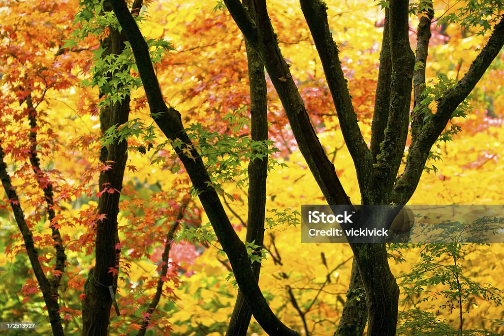 Floresta autumnal - Royalty-free Amarelo Foto de stock