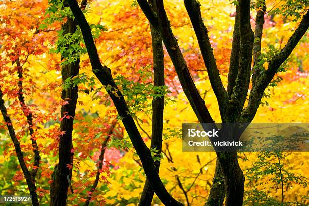 Foto de Floresta Outonal e mais fotos de stock de Amarelo - Amarelo, Brilhante - Luminosidade, Cor Vibrante