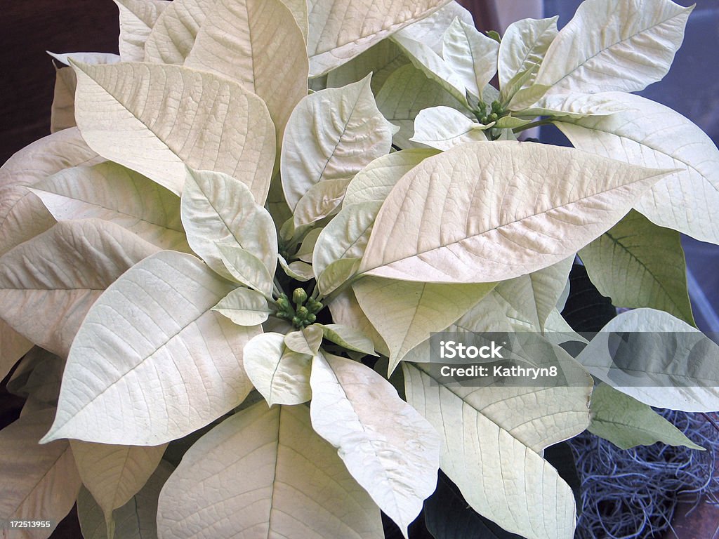 Traditionelles Weihnachts-Blume - Lizenzfrei Weihnachtsstern Stock-Foto