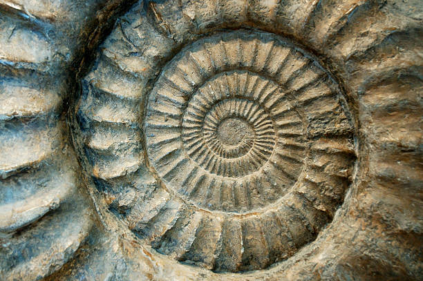 Fossil Ammonite Close-Up Macro shot of some fossil AmmoniteFossil Series: fossil stock pictures, royalty-free photos & images