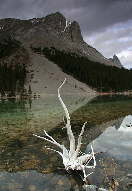 真っ白な木の名残だ水にカナダ - rocky mountains flash ス��トックフォトと画像