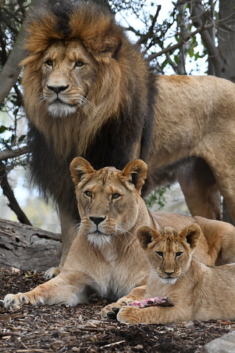 A large male lion staring directly into the camera, in the tall grass in the Masai Mara