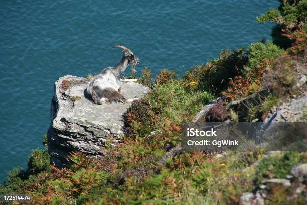 Koza - zdjęcia stockowe i więcej obrazów Wild Goat - Wild Goat, Zjednoczone Królestwo, Anglia