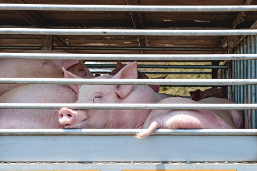 Truck transport pigs