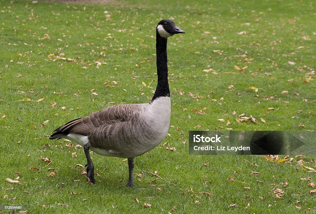 Canada Goose - Lizenzfrei Blatt - Pflanzenbestandteile Stock-Foto