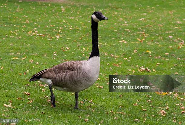 Canada Goose Stockfoto und mehr Bilder von Blatt - Pflanzenbestandteile - Blatt - Pflanzenbestandteile, Boston, Boston Common