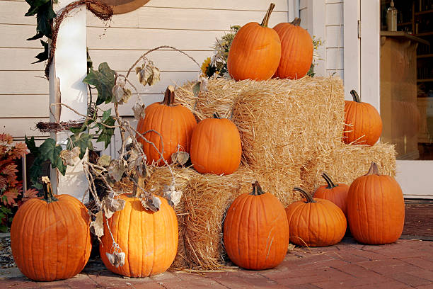 istock Several pumpkins displayed next to a bale of straw 172514736