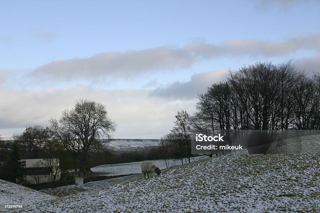 winter scene interior inglês Yorkshire - Foto de stock de Agricultura royalty-free
