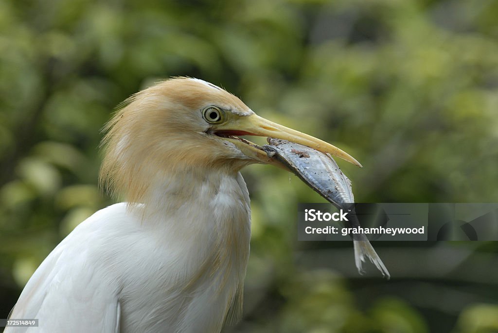 Airone guardabuoi - Foto stock royalty-free di Afferrare