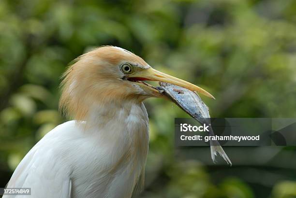 Airone Guardabuoi - Fotografie stock e altre immagini di Afferrare - Afferrare, Airone guardabuoi, Ala di animale