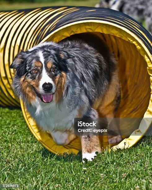 Собака При Выезде Из Туннеля — стоковые фотографии и другие картинки Тоннель - Тоннель, Аджилити, Собака