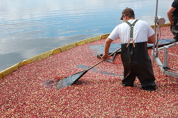 Cranberry harvest in NJ