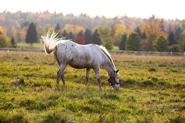 istock Horse and Fall Colors 172515172