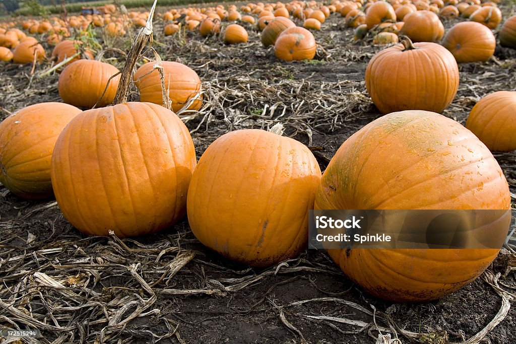 Campo di zucche - Foto stock royalty-free di Agricoltura