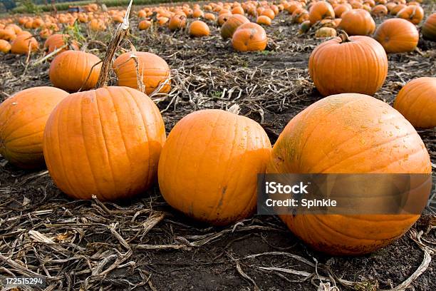 Campo Di Zucche - Fotografie stock e altre immagini di Agricoltura - Agricoltura, Ambientazione esterna, Arancione