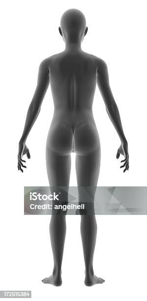 Corpo Humano De Uma Mulher Do Estudo - Fotografias de stock e mais imagens de Adulto - Adulto, Corpo humano, Ficar de Pé