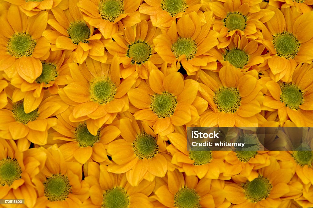 Fundo flor - Foto de stock de Arranjo royalty-free