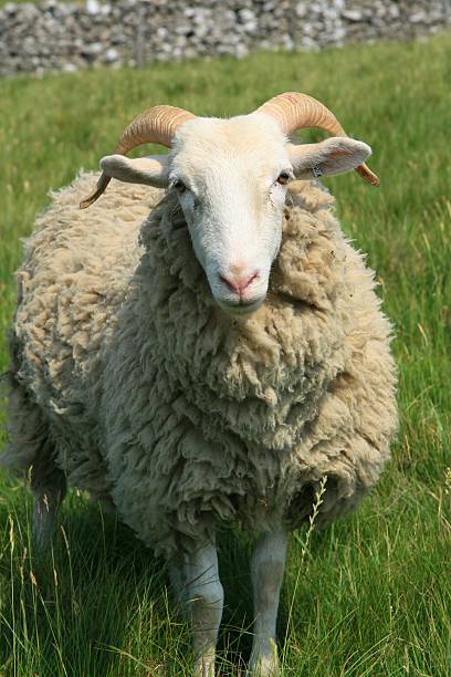 istock Sheep on the fells 172515618